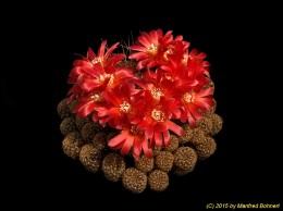 Sulcorebutia verticillacantha v. cuprea WR476 1227